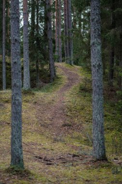 temiz çam ağacı orman çamur ve yeşil yaprakları ile toprak yol. koyu renkler