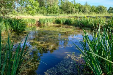temiz su ve su çimen, bents ve yeşil yeşillik forest yakınındaki göl kenarında sakin yaz günü göster