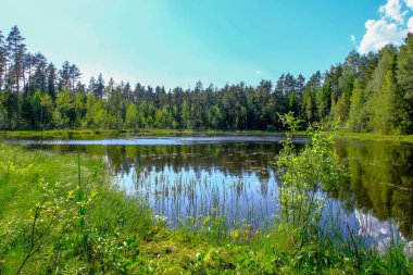 temiz su ve su çimen, bents ve yeşil yeşillik forest yakınındaki göl kenarında sakin yaz günü göster