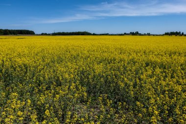 Kolza tohumu arazi tarım kırsal kesimde parlak sarı alanlar
