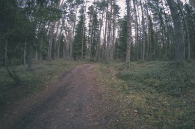 temiz çam ağacı orman çamur ve yeşil yaprakları ile toprak yol. koyu renkler - retro vintage bak