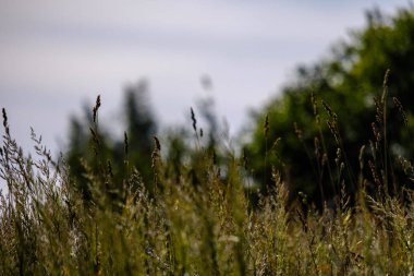 Yaz bitkiler ve bents tarihinde akşam güneşin altında arka plan bulanıklık. Yeşillik dokulu deseni