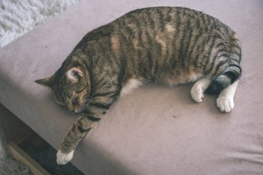 yakın çekim yerli kedi evinde doğal ortamda vurdu