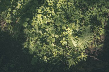 sert gölgeler ve orman parlak gün ışığında yaz yeşil yeşillik