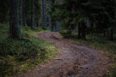 temiz çam ağacı orman çamur ve yeşil yaprakları ile toprak yol. koyu renkler