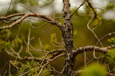 çam ağacı sandıklar ve dalları bataklık bölgede yeşil iğne ile. parlak renkler ve bulanıklık arka plan