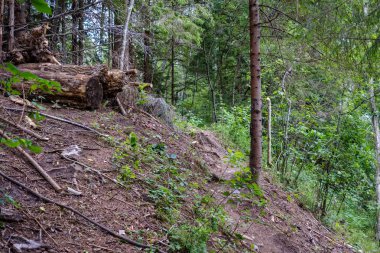 Orman detaylarla ağaç gövdeleri ve yaz yeşil yeşillik
