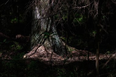 Orman ağaç gövde ve yapraklar yaz aylarında detaylarla