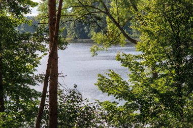 doğal vücut su. gölet yansımaları, ağaç ve bulutlarda sakin su yüzeyi ile
