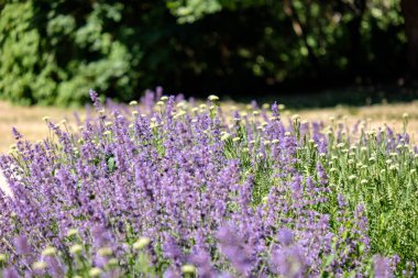 Lila lavandish tesislerinde yaz. detayları kapatın