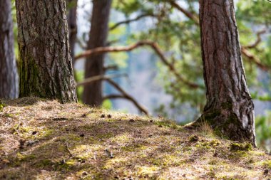 çam ağacı sandıklar ve dalları bataklık bölgede yeşil iğne ile. parlak renkler ve bulanıklık arka plan