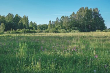 Kır çiçekleri ile yeşil çayır görünümü 