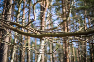 ormandaki hiçbir yapraklarla geç sonbaharda çıplak ağaç dalları