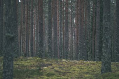 Ladin ve çam ağacı ve yeşil yaprakları ile karanlık sonbahar foorest. geç sonbahar günü - vintage bir retro görünüm