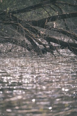 göl kıyısı ile su ulaşan ve inç küçük dalgalar halinde ön - vintage bir retro görünüm batan braches ile yeşil yaz ayrı ağaçlarda