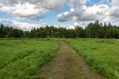 yapraklar ve ağaçlar etrafında ile perspektif içinde basit kırsal orman yolu