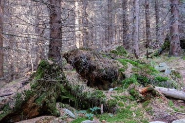 herdem yeşil orman Ladin ve çam ağacı dalları altında. Mayo ve boş yere ile düşük ışık ayrıntıları
