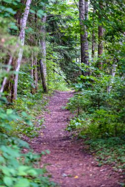 Toprak yol çam ağacı ormandaki görünümünü 