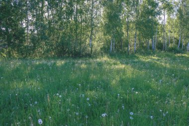 güzel yeşil çayır yakınındaki ormanda sıcak yaz günü yaz çiçek ile. yeşillik doku - vintage retro bak