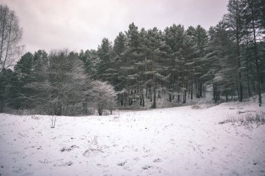 kar doğal görünümünü orman kaplı 