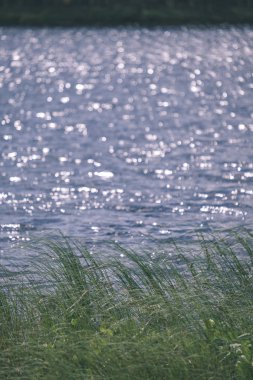Yaz bitkiler ve bents tarihinde akşam güneşin altında arka plan bulanıklık. Yeşillik - retro vintage dokulu deseni bak