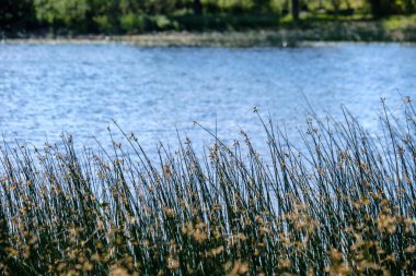 temiz su ve su çimen, bents ve yeşil yeşillik forest yakınındaki göl kenarında sakin yaz günü göster