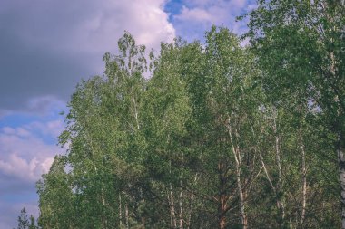 Alan Manzaralı yalnız çam ağaçları ve yeşil yaz yeşillik çevresi - vintage bir retro görünüm çim alanları ile bataklık