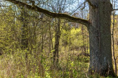 tek büyük büyük ağaç büyük gövde ve yapraklar çevresinde doğa ortamında izole