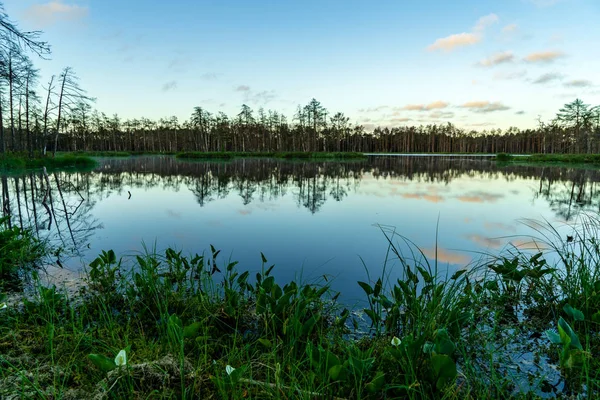 Späte Abendsonne Über Sumpfseen Sommer Spiegelungen Ruhigen Wasser Und Grünes — Stockfoto