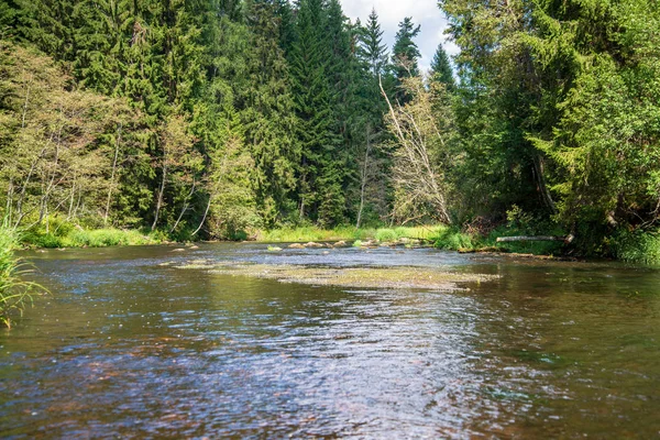 Water Stream River Amata Latvia Sandstone Cliffs Green Foliage Summer — Stock Photo, Image