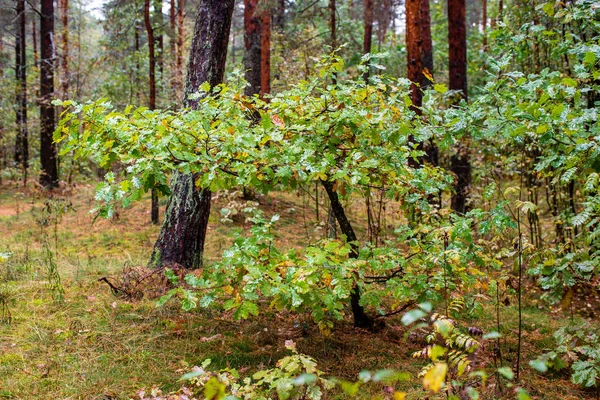 Floresta Vazia Molhada Início Primavera Árvores Sem Folhas Natureza Cena — Fotografia de Stock