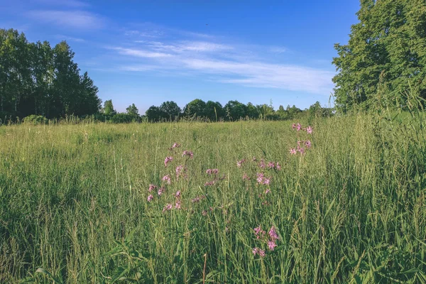 Bellissimo Prato Verde Con Fiori Estivi Vicino Foresta Nella Calda — Foto Stock