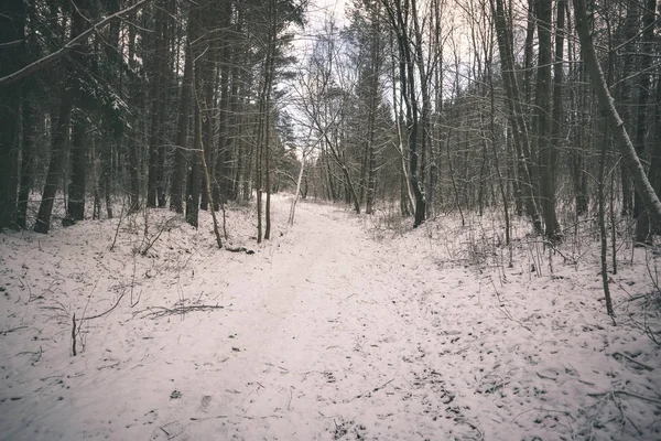 Malebný Pohled Sněhu Vztahuje Lesní — Stock fotografie