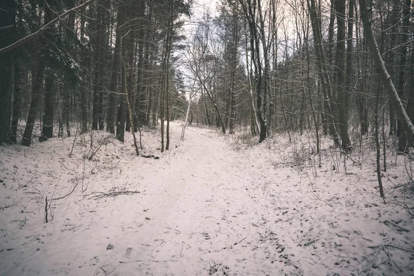 Schilderachtig Uitzicht Sneeuw Bedekt Bos — Stockfoto