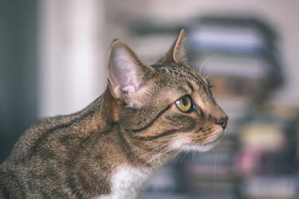 Primer Plano Gato Doméstico Ambiente Natural Apartamento — Foto de Stock