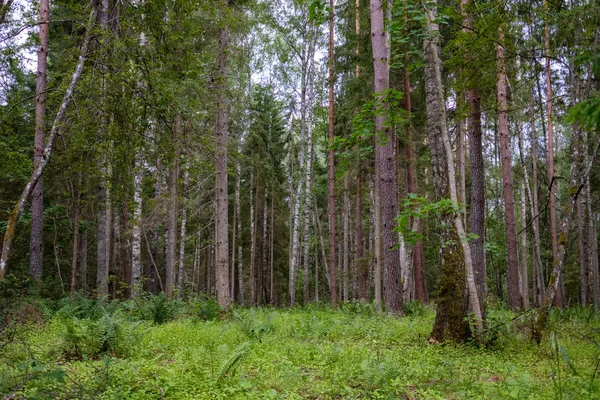 Лісові Деталі Стовбурами Дерев Зеленим Листям Влітку — стокове фото
