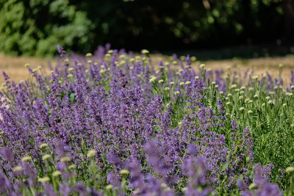 Fliederlavandish Pflanzen Sommer Details Aus Der Nähe — Stockfoto