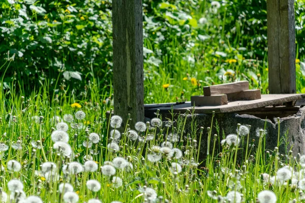 夏にたくさんの日光の緑の草原でタンポポの綿毛 — ストック写真