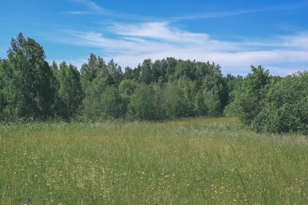 暖かい夏の日の森の近くの夏の花と美しい緑の草原 葉のテクスチャ ビンテージ レトロに見える — ストック写真