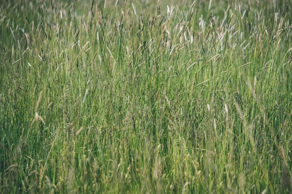 Prato Soleggiato Con Fiori Diversi Nella Giornata Estiva Con Tempo — Foto Stock