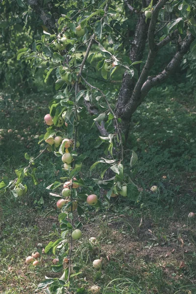 Apfelbaumzweige Einem Grünen Sommertag Mit Regen Voller Grüner Äpfel Vintage — Stockfoto