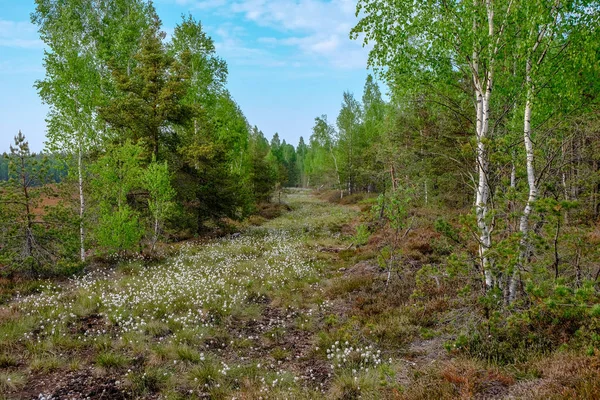 Sumpfgebiet Landschaft Ansicht Mit Einsamen Kiefern Und Rasenfeldern Grünen Sommer — Stockfoto