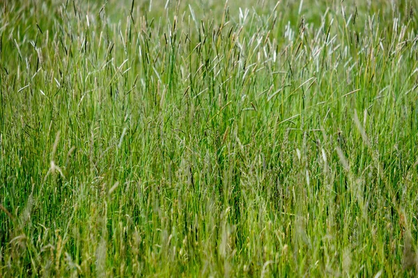 Prairie Ensoleillée Avec Différentes Fleurs Journée Été Avec Temps Clair — Photo