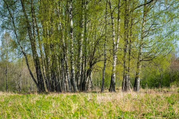 Beaux Troncs Branches Feuilles Bouleau Milieu Naturel Mixte Saison Été — Photo