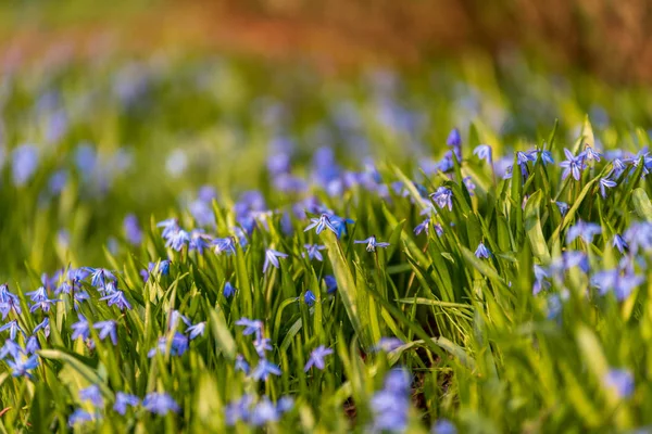 Countryside Garden Flowers Blur Background Green Foliage Summer — Stock Photo, Image