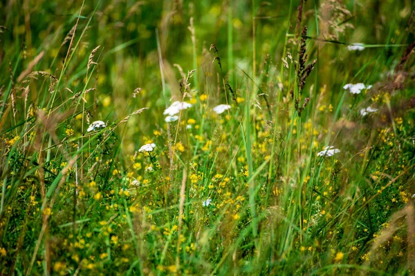 Yeşil Yaz Yeşillik Ayrıntılar Arka Plan Soyut Yaprak Çimen Bents — Stok fotoğraf
