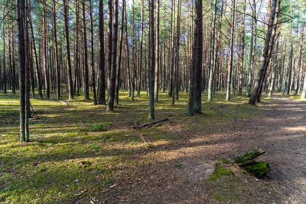 wet empty forest in early spring trees without leaves. naked nature scene