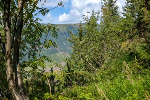 Floresta Sempre Verde Com Abeto Pinheiro Sob Ramos Detalhes Pouca — Fotografia de Stock