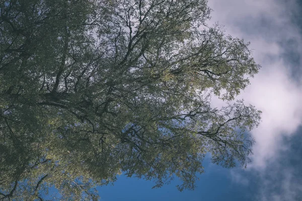 Grandes Árboles Contra Cielo Azul Vista Desde Abajo Follaje Verde —  Fotos de Stock