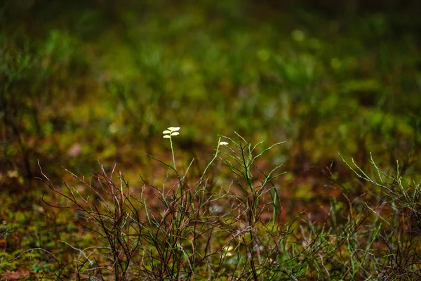 Fogliame Scuro Sul Fondo Della Foresta Autunno Pineta Con Muschio — Foto Stock